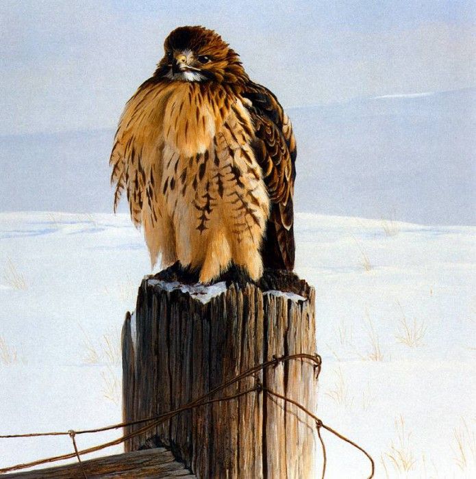 Birds 40 Red-Tailed Hawk on Fence Post, 1971 Robert Bateman sqs. Bateman, 
