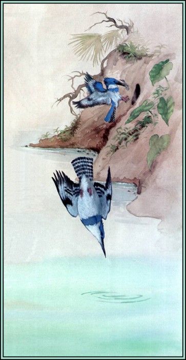 D50-AWE078-BR-Kingfisher 3. Bansemer, 