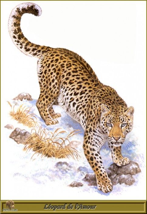 PO pfrd 009 Lopard de lAmour. Dallet, 