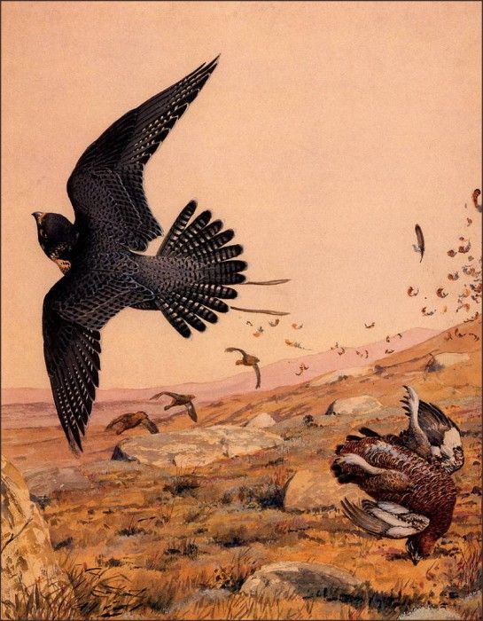 bs-na- Louis Agassiz Fuertes- Tiercel Gentle- A Hit On Grouse. Fuertes  