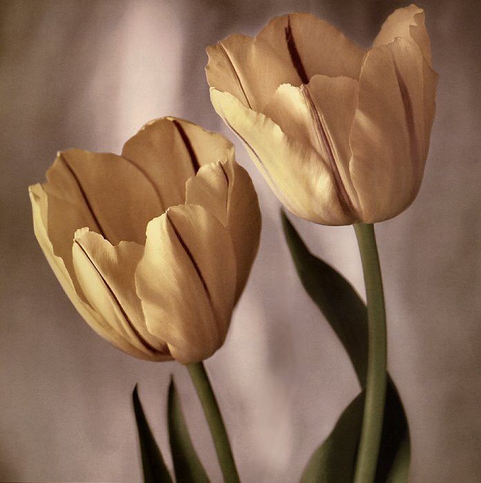 Tim Richter - Tulips, De. , 