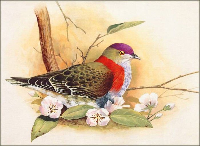 pa EricShepherd 05 SuperbFruitDove. , 