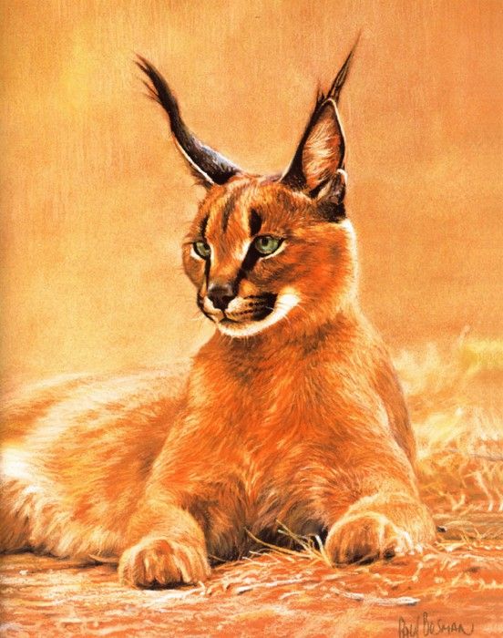 lrs Bosman Paul Caracal. , 