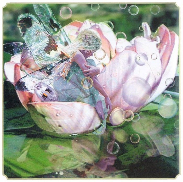 kb Cross Tom Sp Water Lily Fairy. , 