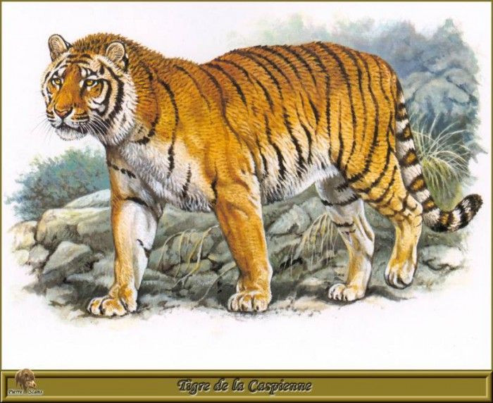 PO pfrd 040 Tigre de la Caspienne. Dallet, 