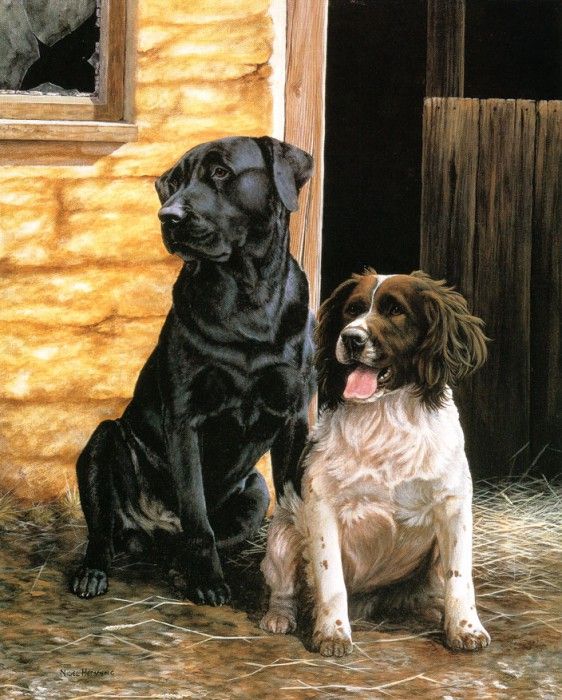 Ipl 0008 Black Lab and Spaniel NigelHemming sqs. ,    