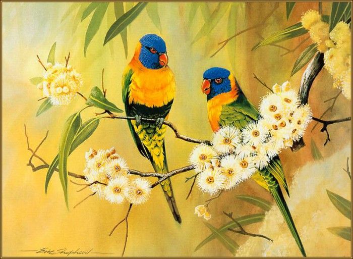 pa EricShepherd 11 RainbowLorikeet. , 