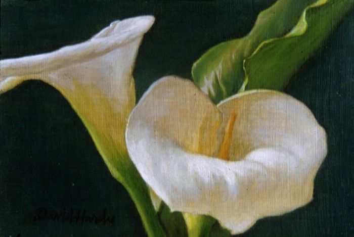 Hardy David Calla Lily Duo. , 