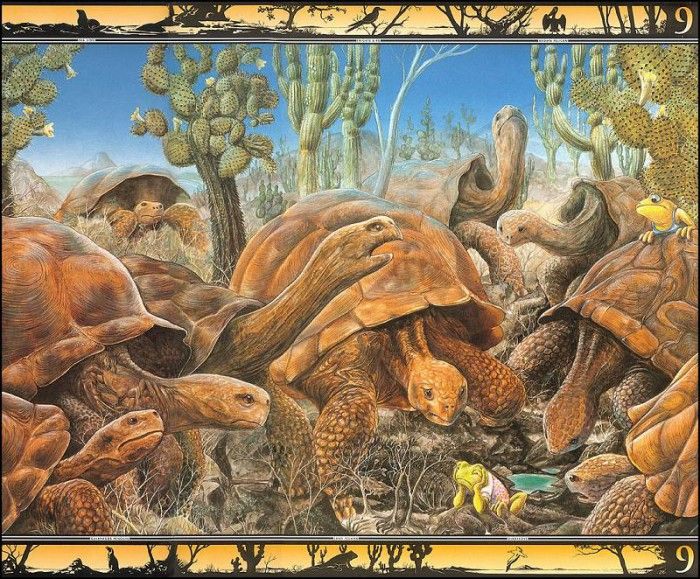 lrsBaseGraeme Waterhole09Tortoises. , 