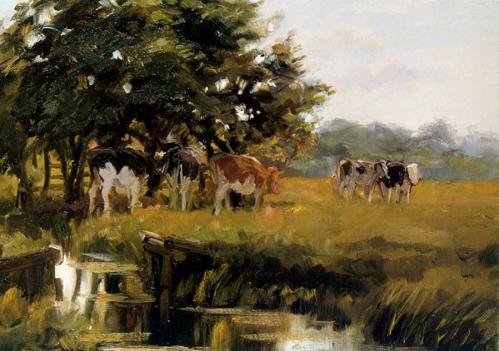 Engel Freek Cows in meadow Sun. Engel, 