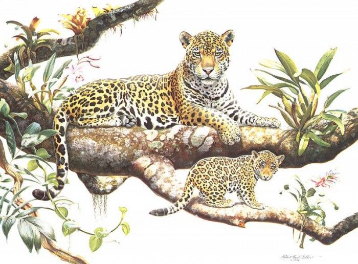 bs- Albert Earl Gilbert- Amazon Jaguar And Cub. ,  