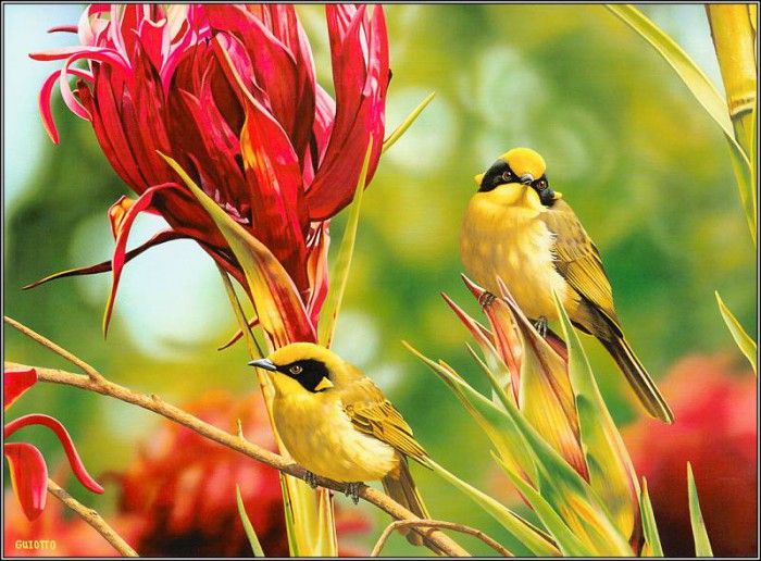 pa EgoGuiotto AG2004 01 Yellow TuftedHoneyeater. Guiotto, 