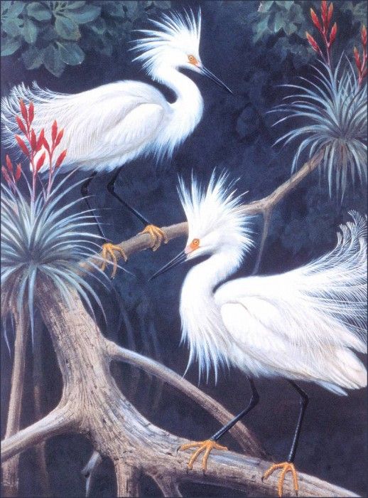 bs-na- Walter A Weber- Snowy Egrets. , 