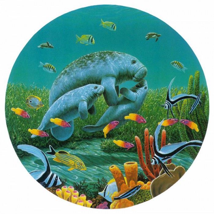 kb Bragg CL Manatee Moments. �����, ������ ����
