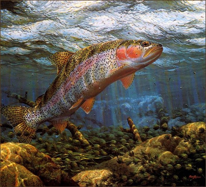 bs-na- Mark Sussino- Working The Hatch- Rainbow Trout. Sussino, 