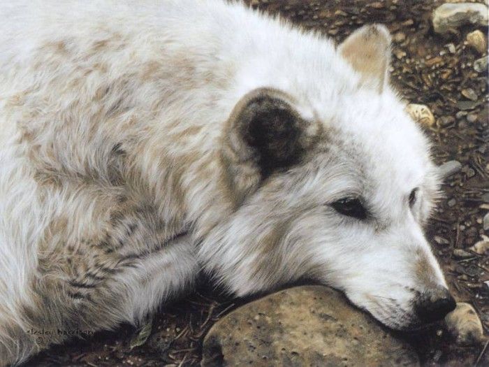 kb Harrison The Old Wolf Remembers. ��������, �����