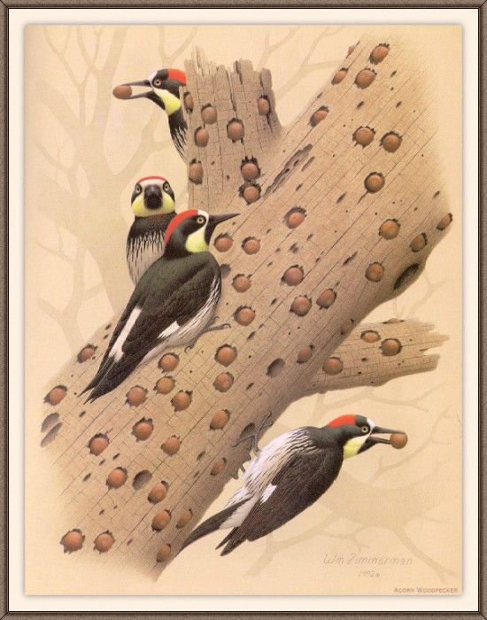 Sj WbZ 13 Acorn Woodpecker. , 