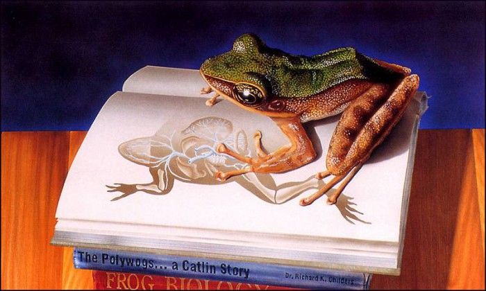 bs-ill- Catherine Diez- Luckie- A Frog Asks How. , 