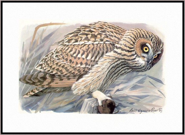 Fuertes-LouisAgassiz Short-earedOwl-sj. ,  F