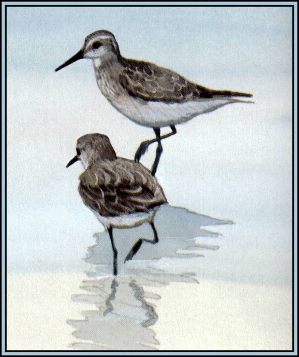 D50-AWE118-BR-Red Knot 1. Bansemer, 