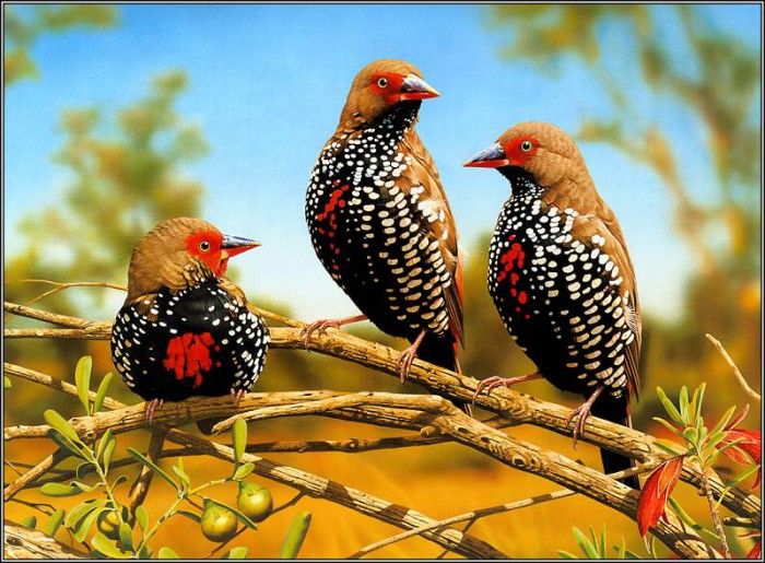 pa EgoGuiotto AG2004 07 PaintedFinch. Guiotto, 