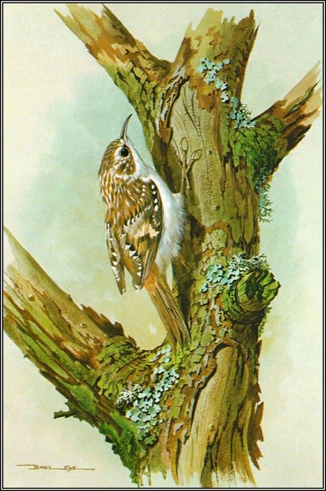 pa BasilEde 49 Treecreeper. ���, �������
