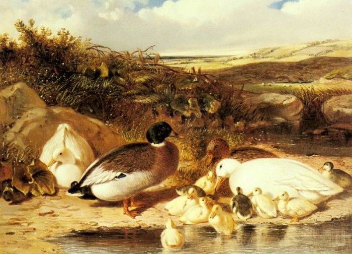 Herring Sr John Frederick Mallard Ducks and Ducklings On A River. ,  