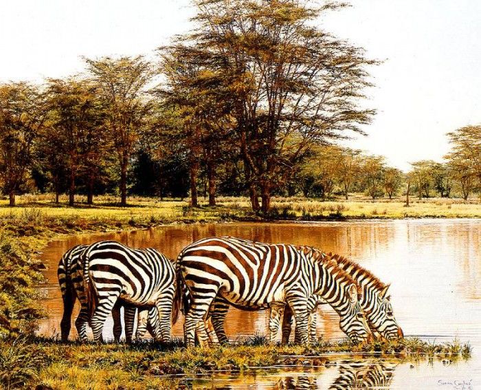 Ae 08 Zebras at The Water Hole Simon Combes sqs. , 