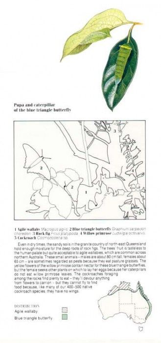 Oz AGls042 Tony Oliver Agile Wallaby Key. , 