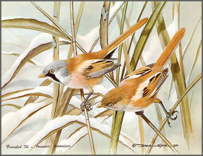 pa BasilEde 65 BeardedTit. , 