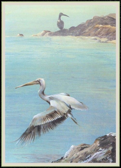 WoodWilliam 08 Pelican-We. , 