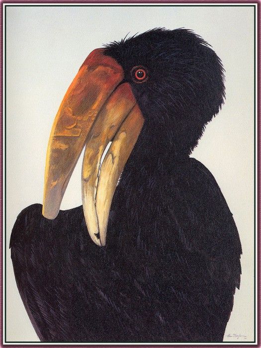 bs-na- Allen Blagden- Hornbill- I I. , 