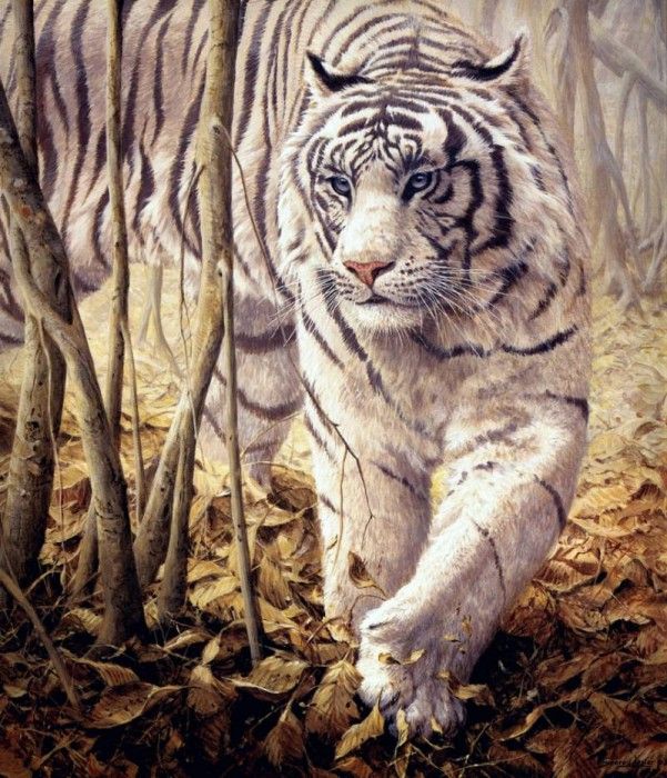 JohnSeerey-Lester SoftlySoftly WhiteTiger ec. Seerey- 