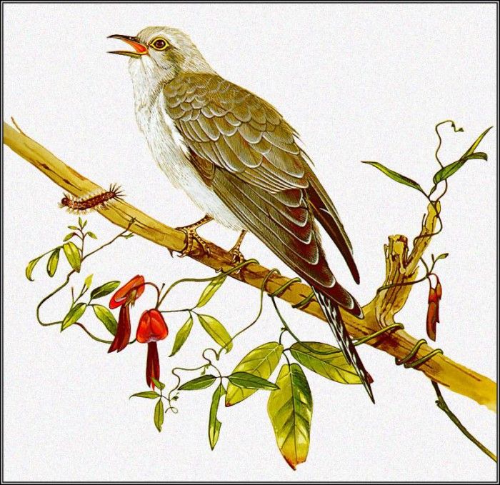 pa TonyOliver AustralianBirds 26 PallidCuckoo. , 