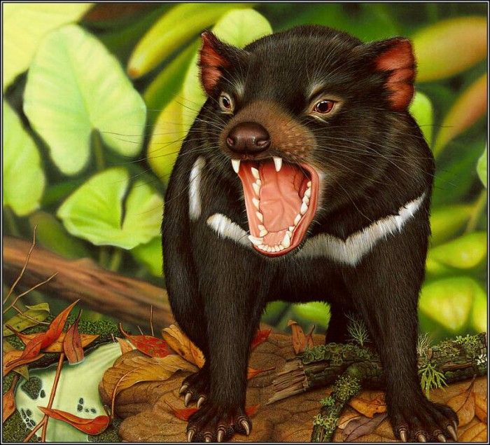pa AusGeoArt 2003 18 PhilipMcKay TasmanianDevil. Guiotto, 