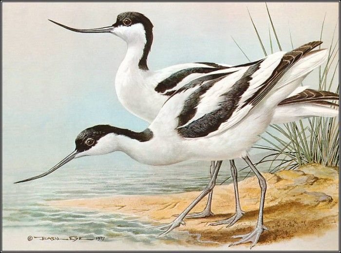 pa BasilEde 35 Avocet. , 