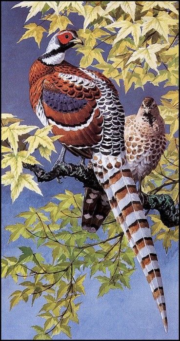 43625. Tunnicliffe, 