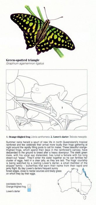 Oz AGls014 Ego Guiotto Orange Thighed Frog Painting Key. Guiotto, ���