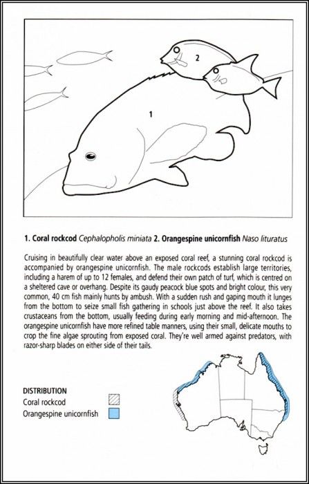 pa EgoGuiotto AG2004 03 CoralRockcod Key. Guiotto, 