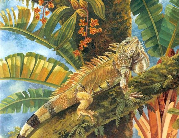 s4-vanishingspecies017-greeniguana. , L