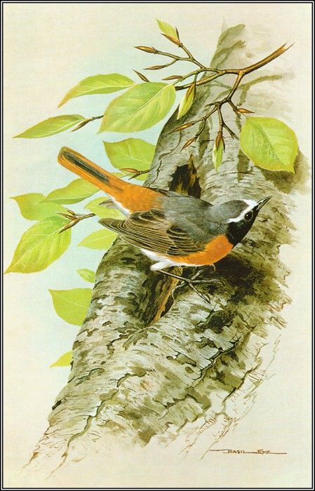 pa BasilEde 37 Redstart. , 