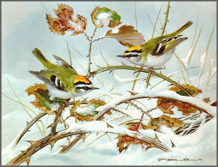 pa BasilEde 67 Firecrest. , 
