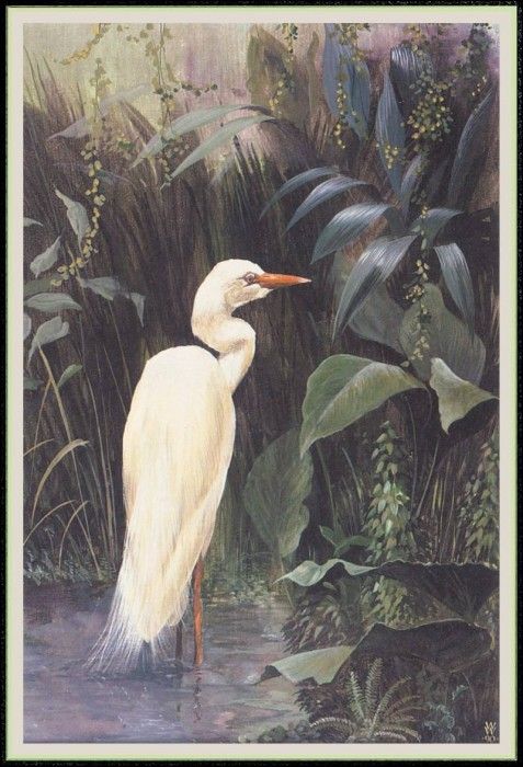 WoodWilliam 21 Egret-We. , 