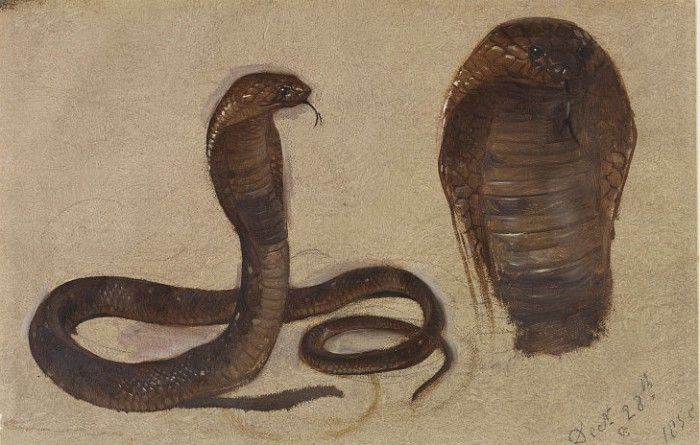 Study of an Egyptian Cobra. , 