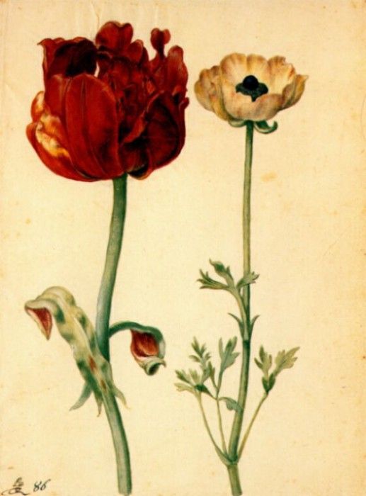 flegel tulip and white poppy 1627-30. , 