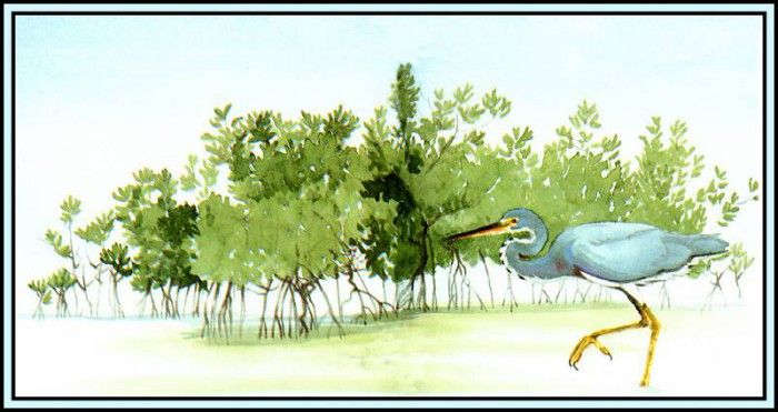 D50-AWE049-BR-Tricolored Heron 2. Bansemer, 