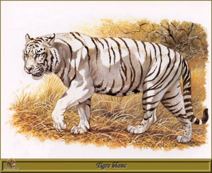PO pfrd 036 Tigre blanc. Dallet, 