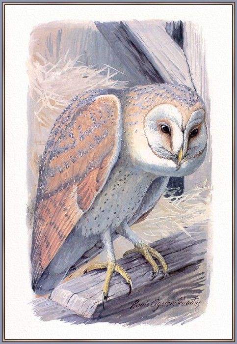 Fuertes-LouisAgassiz CommonBarn-owl-sj. ,  F