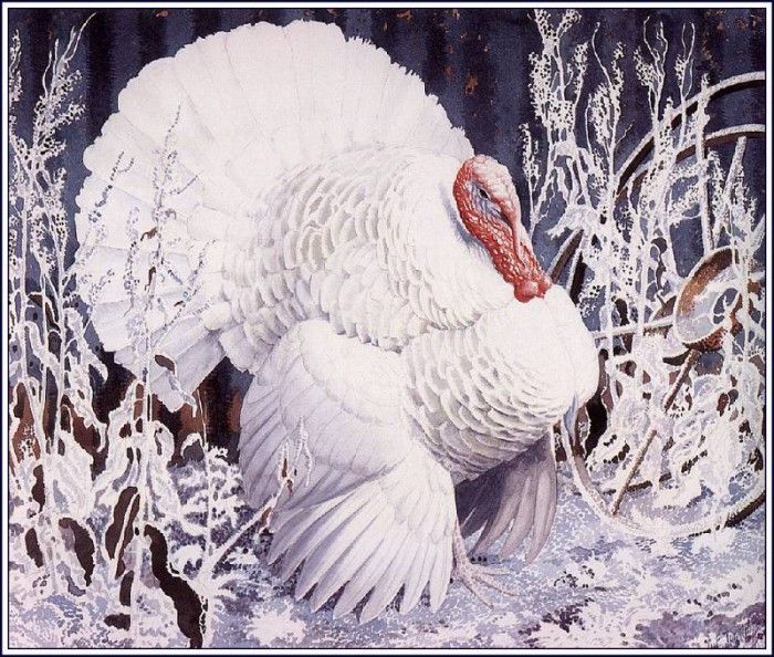 43645. Tunnicliffe, 