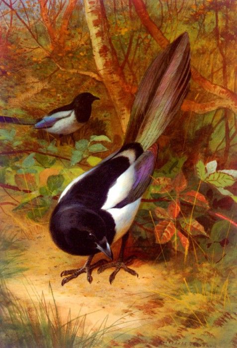 Thorburn Archibald Magpies. , 